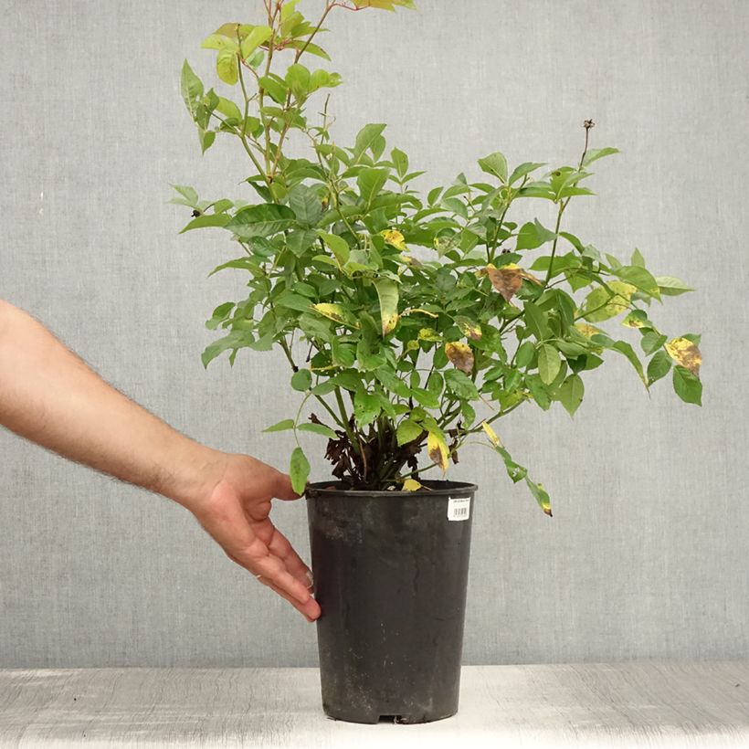 Exemplaar van Rosa Marie Pavié - Historische roos Pot van 4 l/5 l zoals geleverd in de zomer