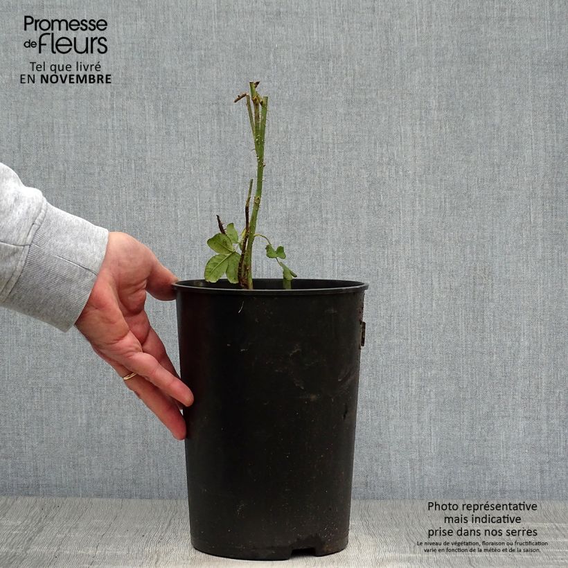 Exemplaar van Rosa Madame Hardy - Historische roos Pot van 4 l/5 l zoals geleverd in de herfst