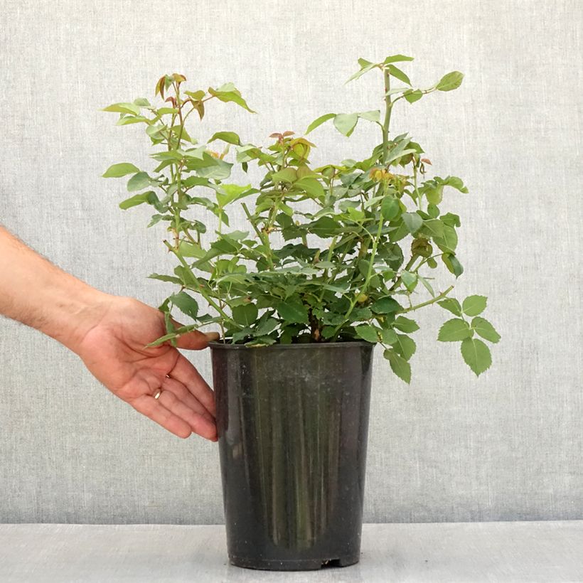Exemplaar van Rosa Madame Isaac Pereire - Historische roos Pot van 4 l/5 l zoals geleverd in de zomer