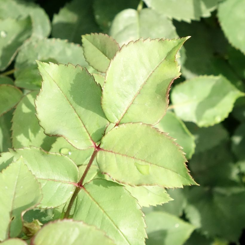 Rosa Madame Isaac Pereire - Historische roos (Blad)