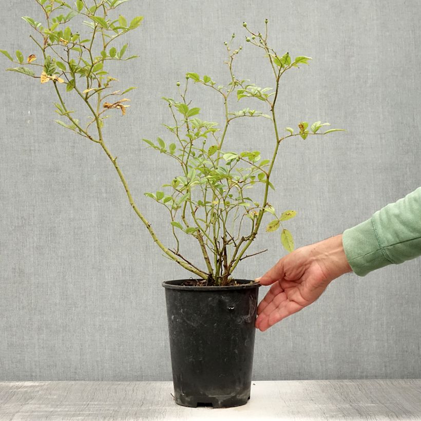 Exemplaar van Rosa Mozart - Muskusroos Pot van 3 l/4 l zoals geleverd in de zomer