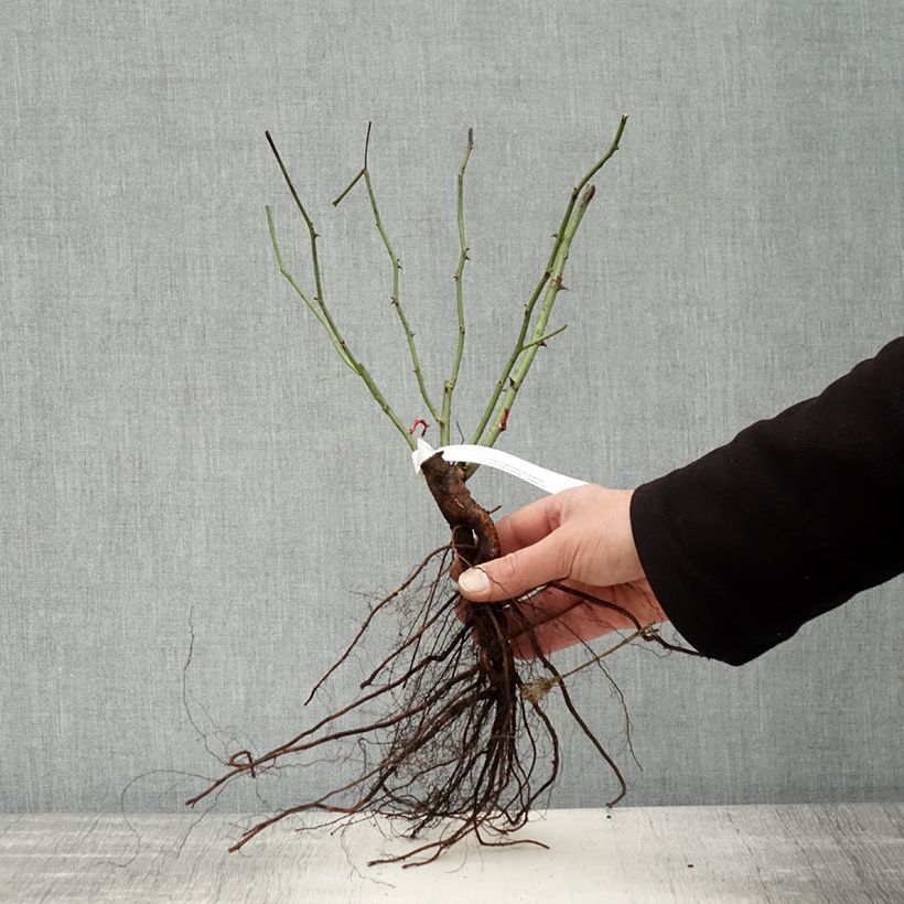 Example of Rosa Mozart - Muskusroos Naakte wortel as you get in hiver