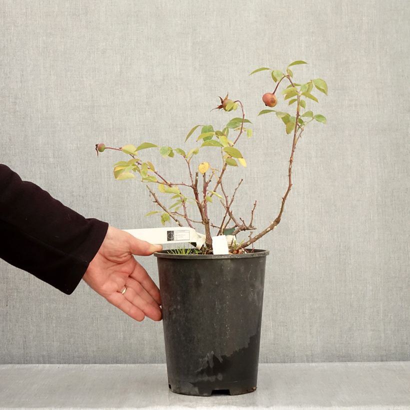 Exemplaar van Rosa Mrs. Oakley Fisher - Grootbloemige roos Pot van 4 l/5 l zoals geleverd in de herfst