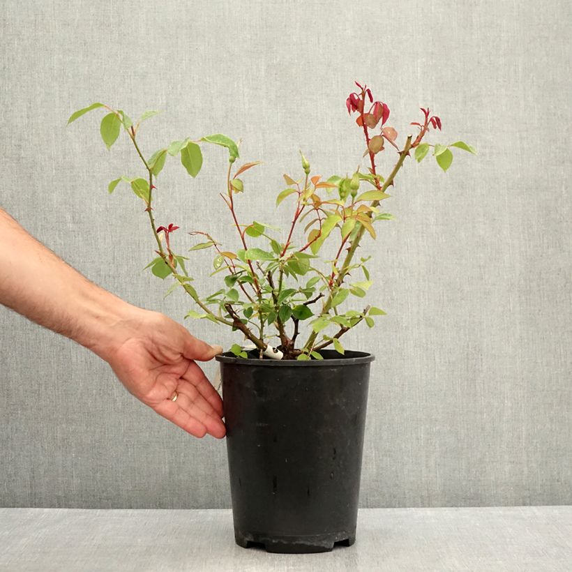 Exemplaar van Rosa Mrs. Oakley Fisher - Grootbloemige roos Pot van 4 l/5 l zoals geleverd in de zomer