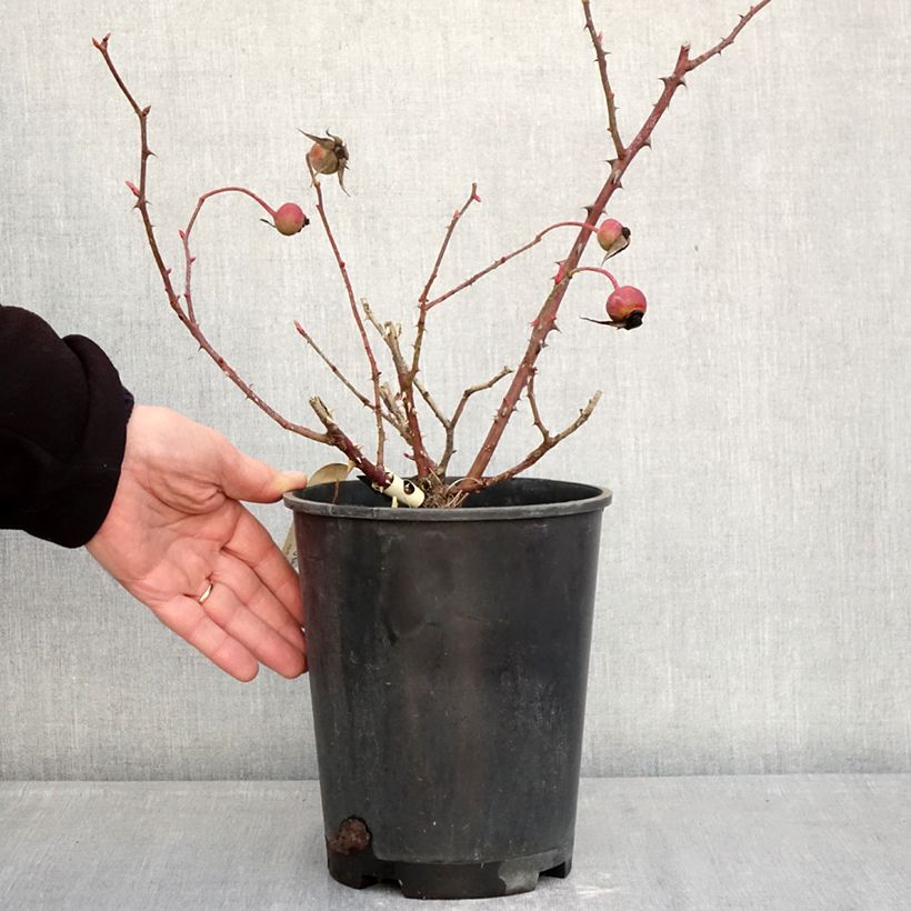Exemplaar van Rosa Mrs. Oakley Fisher - Grootbloemige roos Pot van 4 l/5 l zoals geleverd in de winter