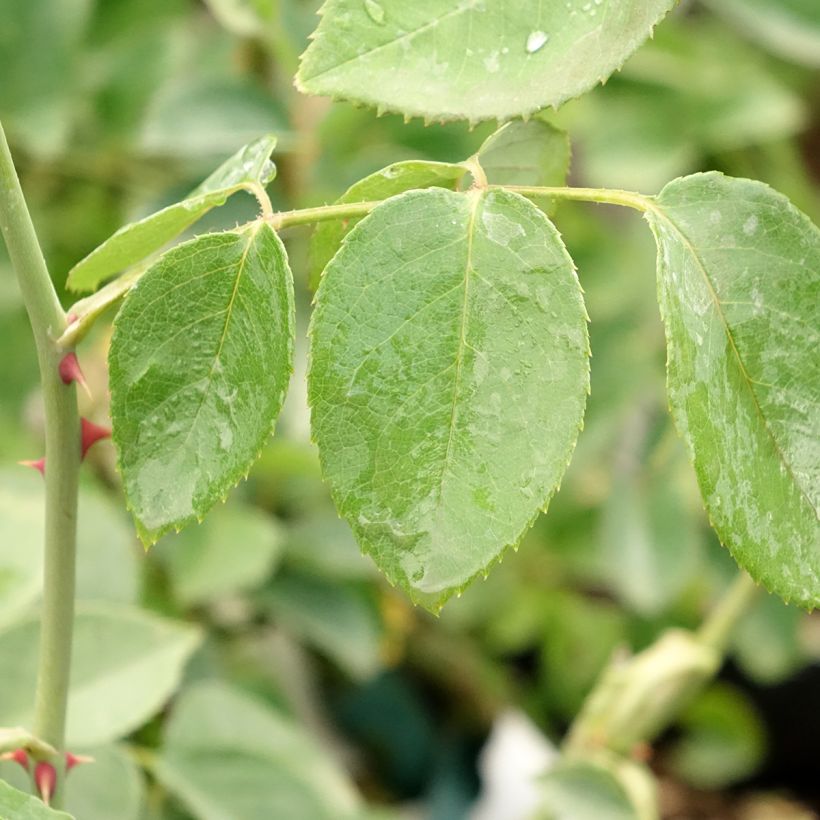 Rosa Mrs. Oakley Fisher - Grootbloemige roos (Blad)