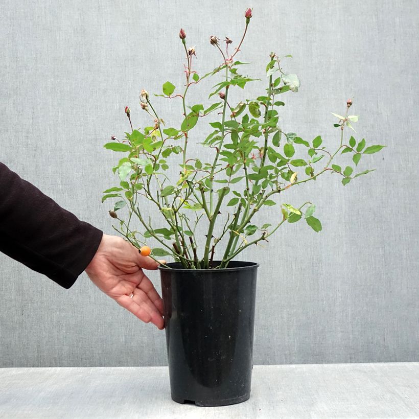 Exemplaar van Rosa Old Blush - Historische roos Pot van 4 l/5 l zoals geleverd in de herfst