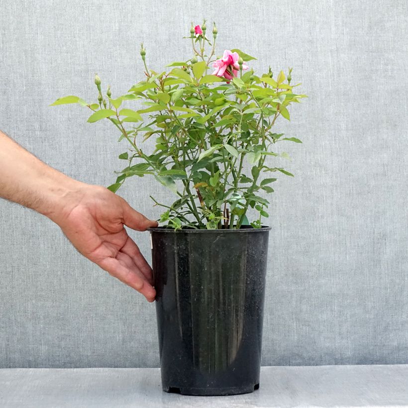 Exemplaar van Rosa Old Blush - Historische roos Pot van 4 l/5 l zoals geleverd in de zomer