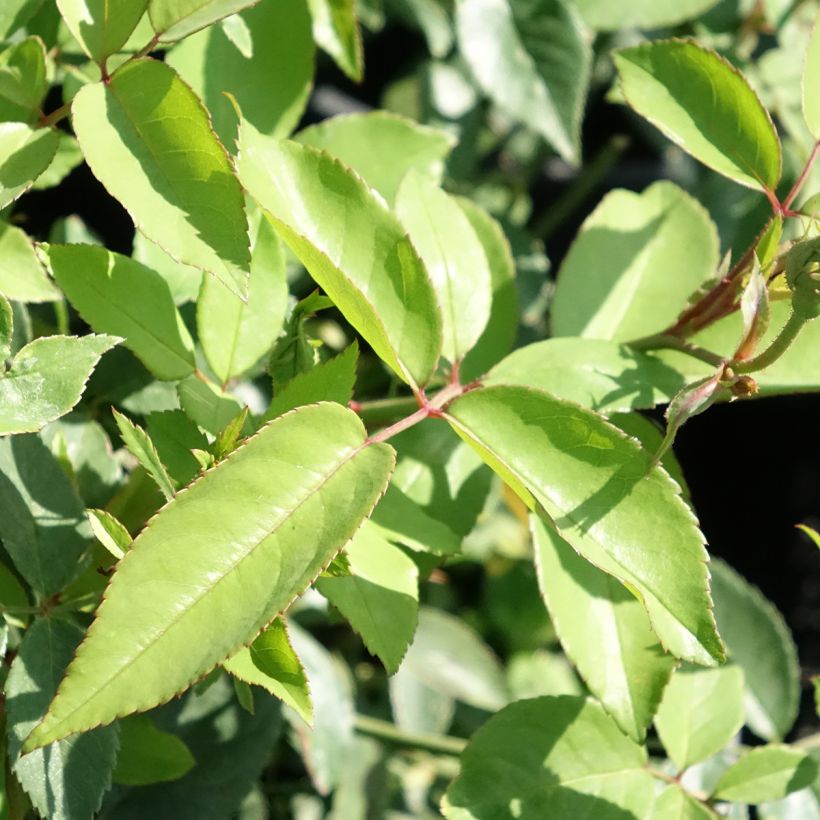 Rosa Old Blush - Historische roos (Blad)