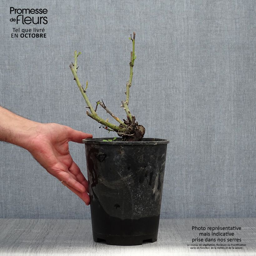 Exemplaar van Rosa Paul Neyron - Historische roos Pot van 4 l/5 l zoals geleverd in de herfst