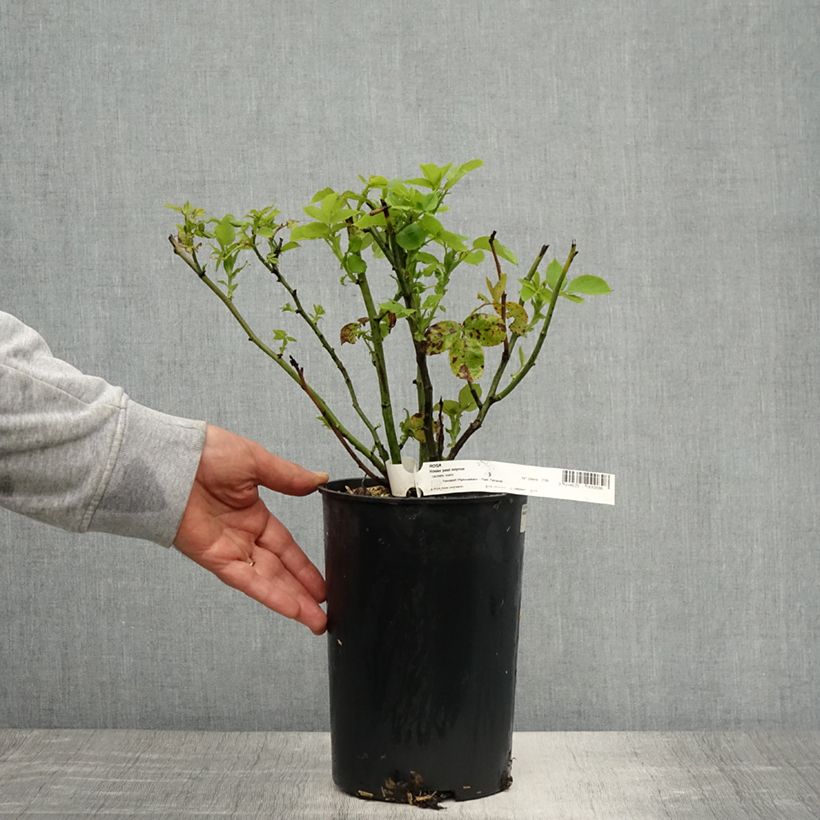 Exemplaar van Rosa Paul Neyron - Historische roos Pot van 4 l/5 l zoals geleverd in de lente