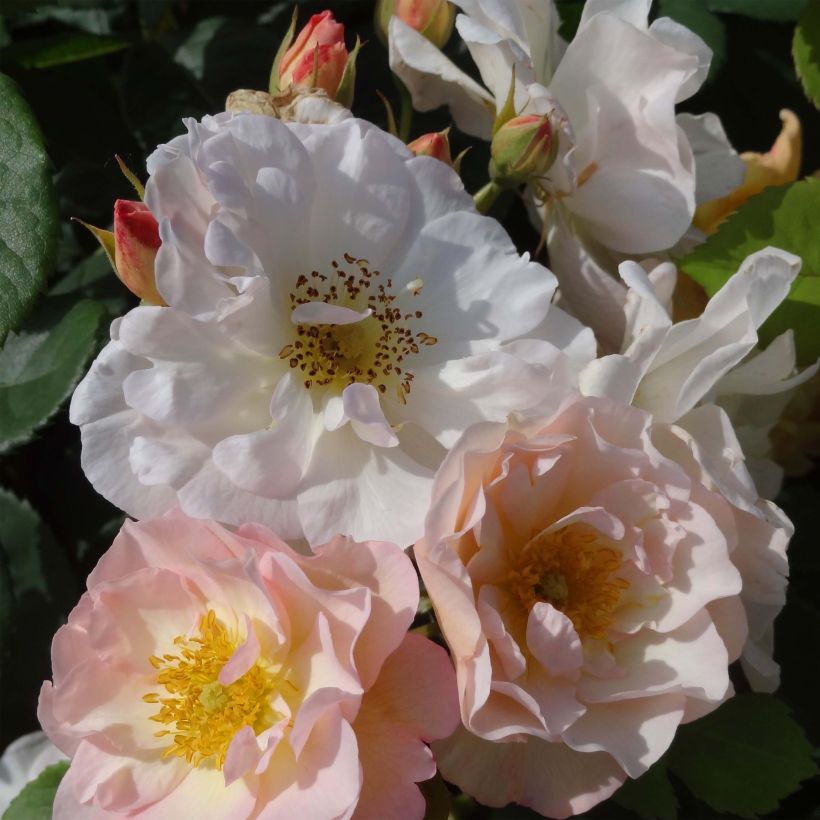 Rosa Penelope - Muskusroos (Flowering)