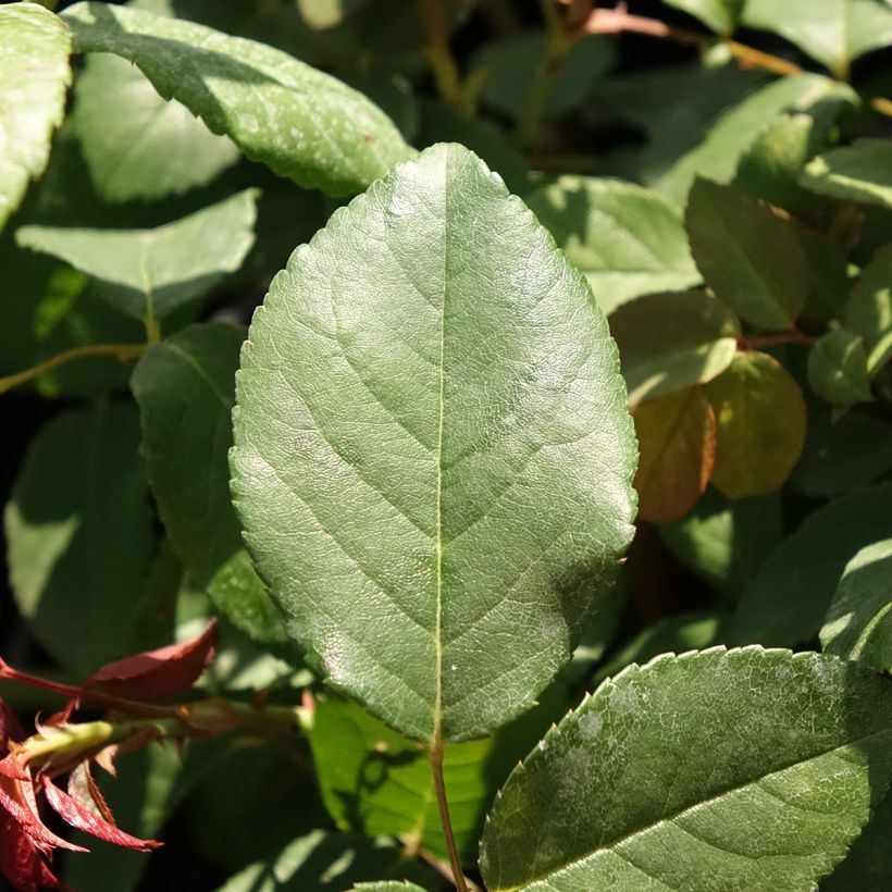 Rosa Perle d'Or - Historische roos (Blad)