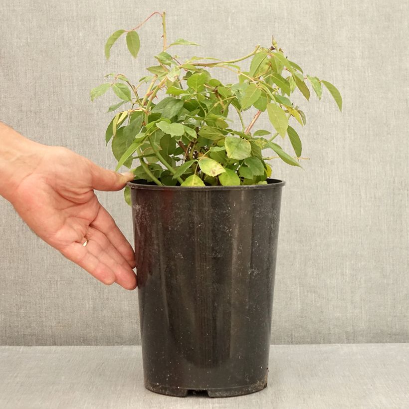 Example of Rosa Perle d'Or - Historische roos Pot van 4 l/5 l as you get in ete