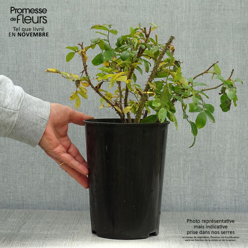 Exemplaar van Rosa Pink Grootendorst - Hondsroos Pot van 4 l/5 l zoals geleverd in de herfst