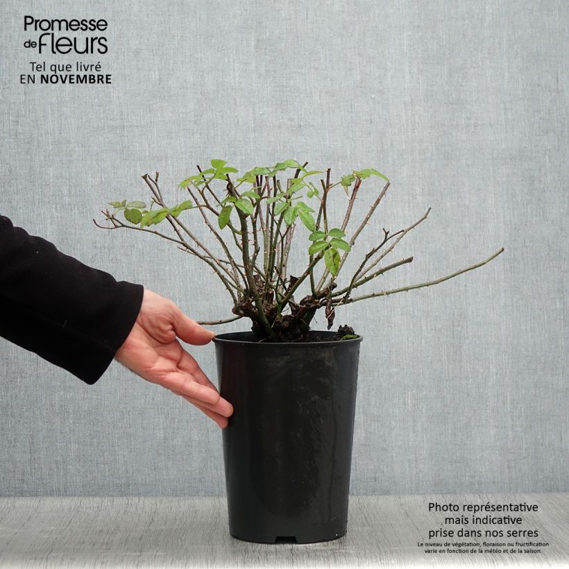 Exemplaar van Rosa Raubritter - Historische roos Pot van 4 l/5 l zoals geleverd in de herfst