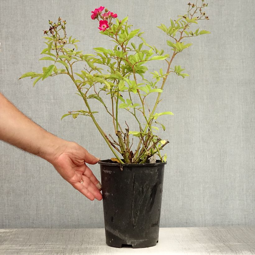 Exemplaar van Rosa Red Ballerina - Historische roos Pot van 4 l/5 l zoals geleverd in de zomer