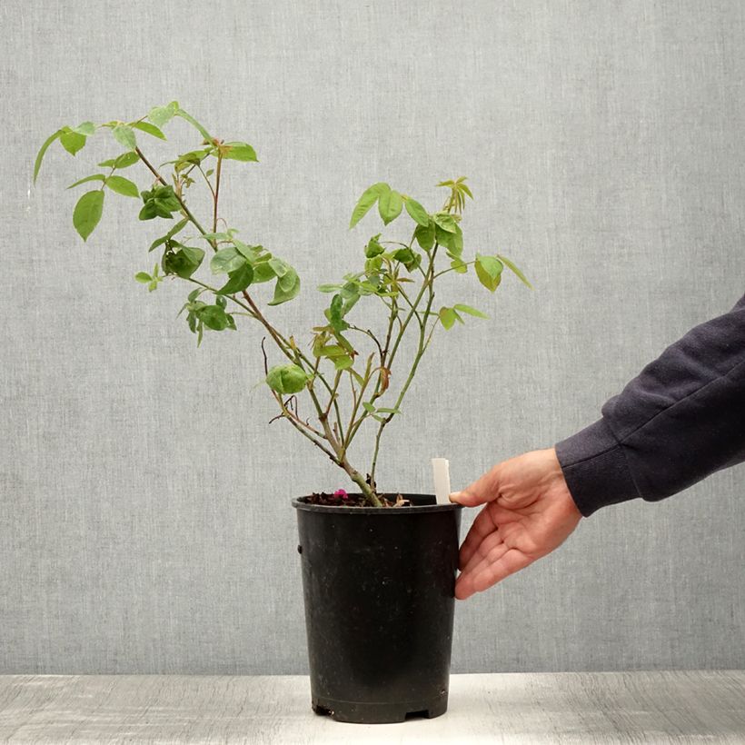 Exemplaar van Rosa Reine des Violettes - Historische roos Pot van 4 l/5 l zoals geleverd in de zomer