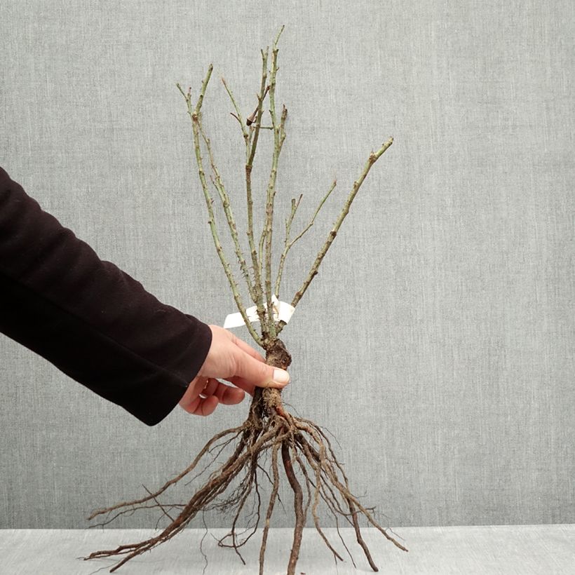 Exemplaar van Rosa Rose de Rescht - Historische roos Naakte wortel zoals geleverd in de winter