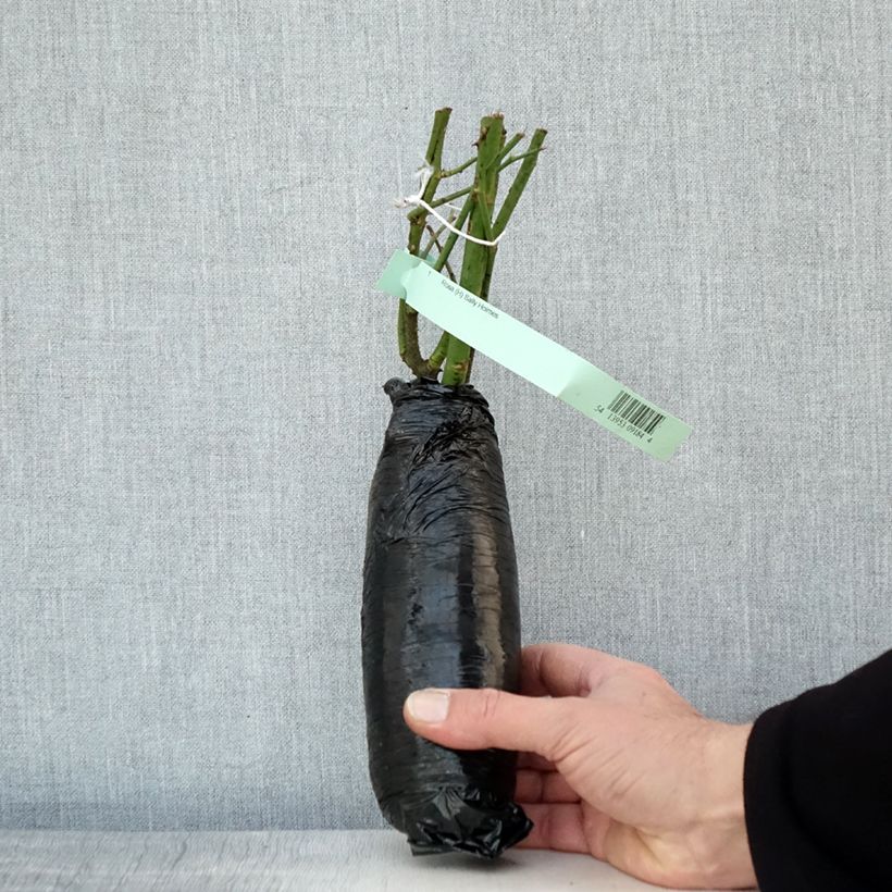 Exemplaar van Rosa Sally Holmes - Muskusroos In kluit zoals geleverd in de winter