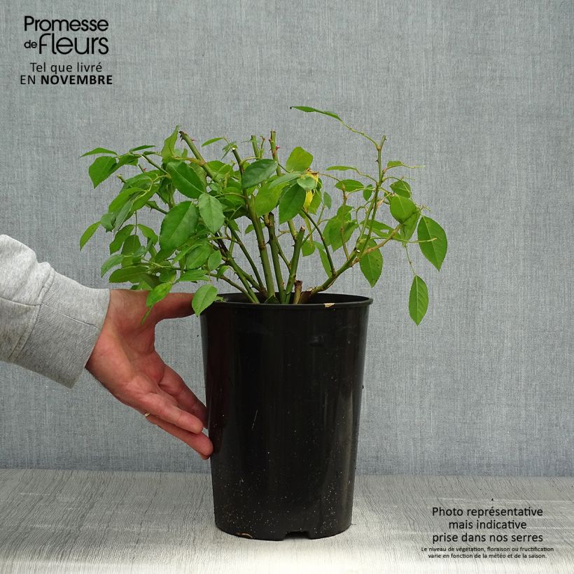 Exemplaar van Rosa Sally Holmes - Muskusroos Pot van 3 l/4 l zoals geleverd in de herfst