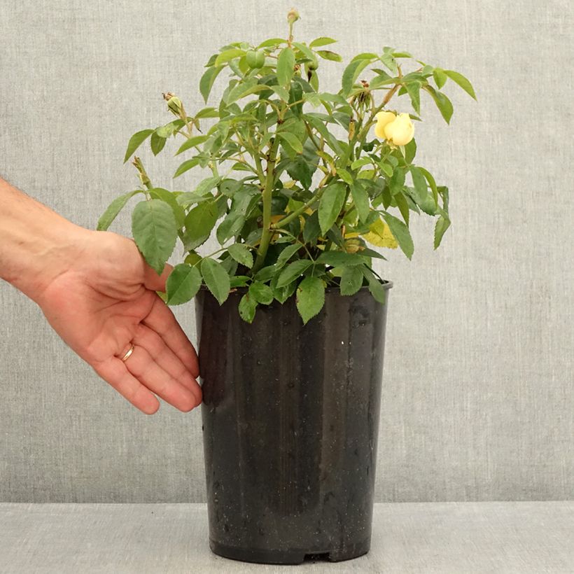 Exemplaar van Rosa Sally Holmes - Muskusroos Pot van 3 l/4 l zoals geleverd in de zomer
