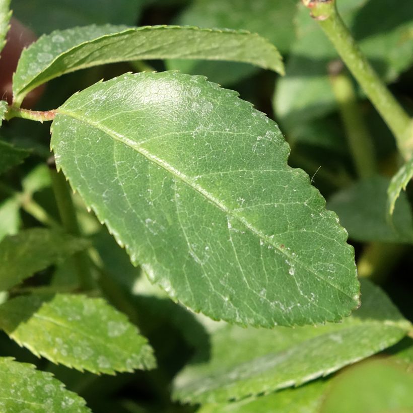 Rosa Sally Holmes - Muskusroos (Blad)