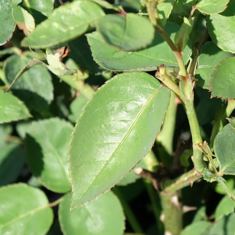 Rosa Souvenir de la Malmaison - Historische roos (Blad)
