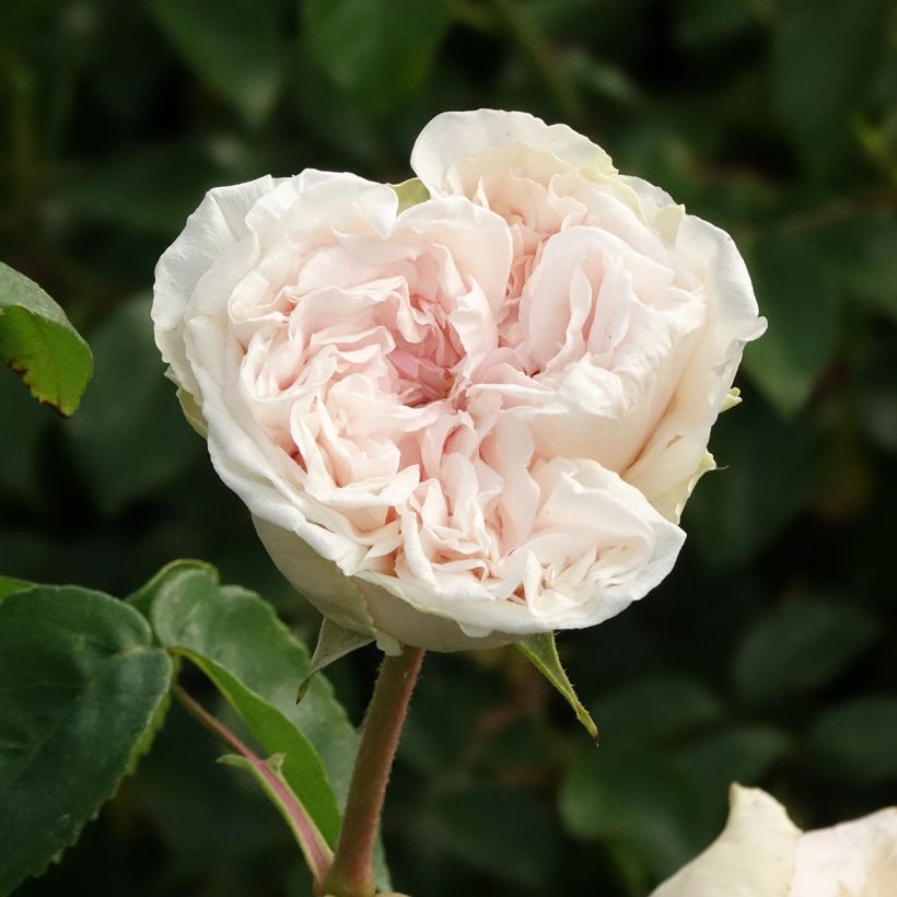 Rosa Souvenir de la Malmaison - Historische roos (Bloei)