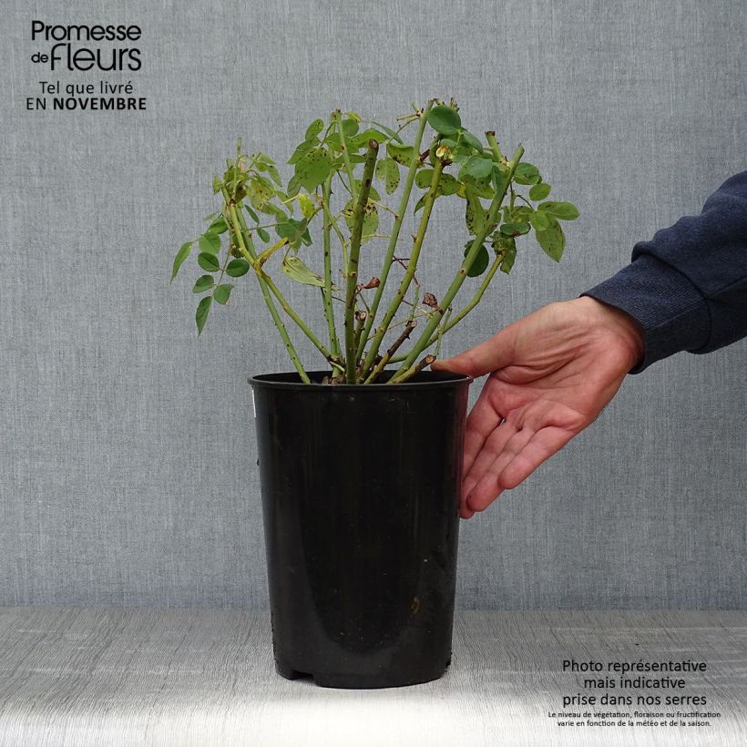 Exemplaar van Rosa Souvenir du Docteur Jamain - Historische roos Pot van 4 l/5 l zoals geleverd in de herfst