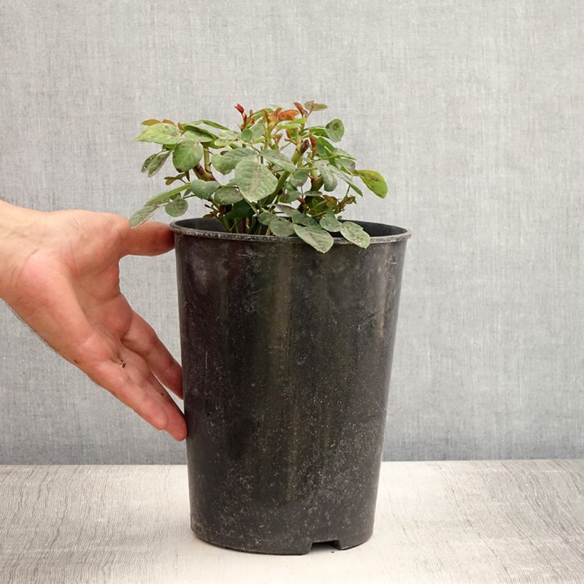 Exemplaar van Rosa Souvenir du Docteur Jamain - Historische roos Pot van 4 l/5 l zoals geleverd in de zomer