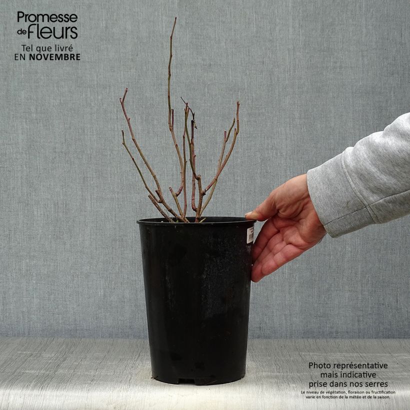 Exemplaar van Rosa Tuscany Superb - Historische roos Pot van 4 l/5 l zoals geleverd in de herfst