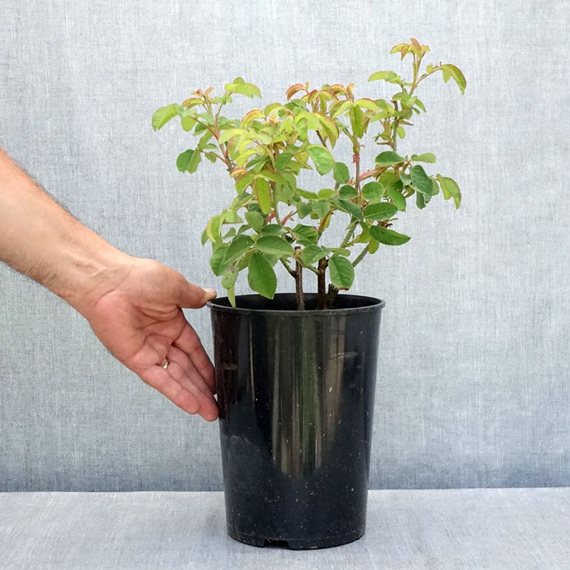 Exemplaar van Rosa Tuscany Superb - Historische roos Pot van 4 l/5 l zoals geleverd in de zomer