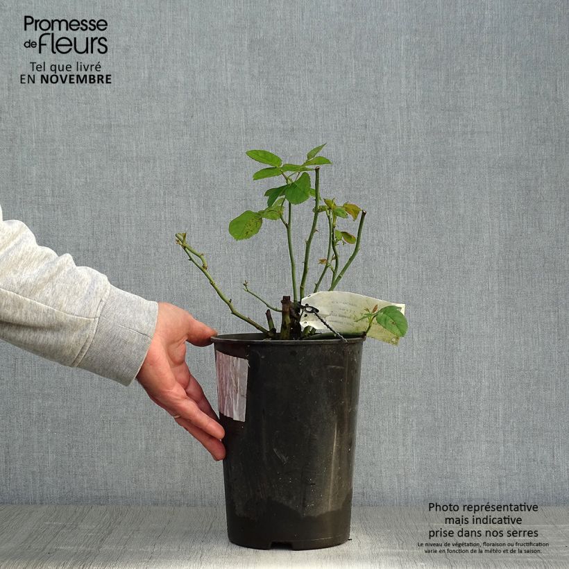 Exemplaar van Rosa Ulrich Brunner Fils - Historische roos Pot van 4 l/5 l zoals geleverd in de herfst