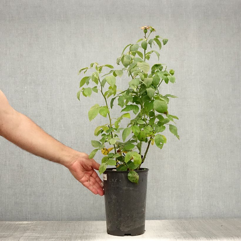 Exemplaar van Rosa Ulrich Brunner Fils - Historische roos Pot van 4 l/5 l zoals geleverd in de zomer