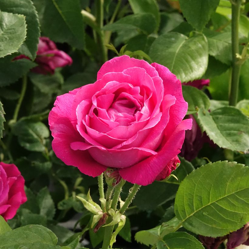 Rosa Ulrich Brunner Fils - Historische roos (Bloei)