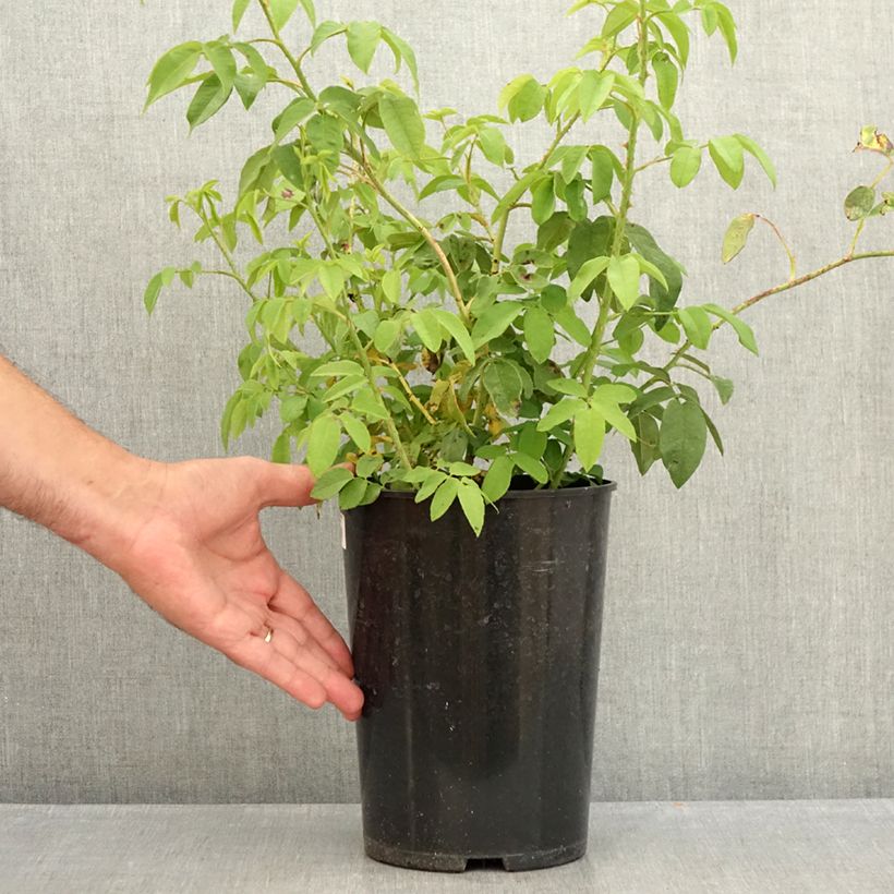 Exemplaar van Rosa Variegata di Bologna - Historische roos Pot van 4 l/5 l zoals geleverd in de zomer