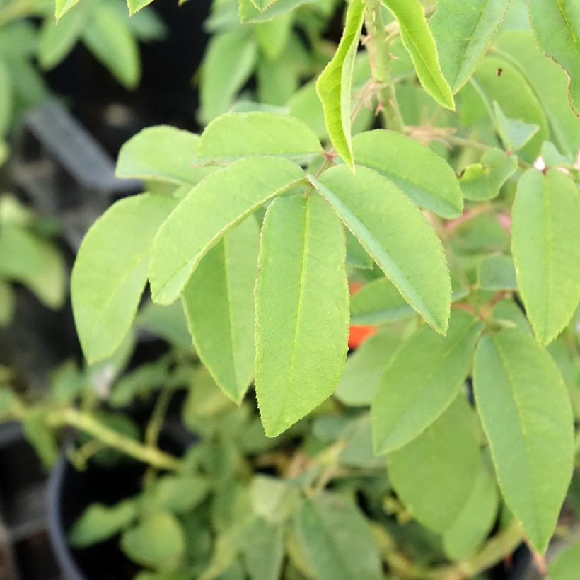 Rosa Variegata di Bologna - Historische roos (Blad)