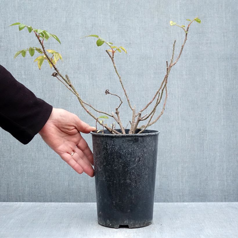 Exemplaar van Rosa William Lobb - Historische roos Pot van 4 l/5 l zoals geleverd in de herfst