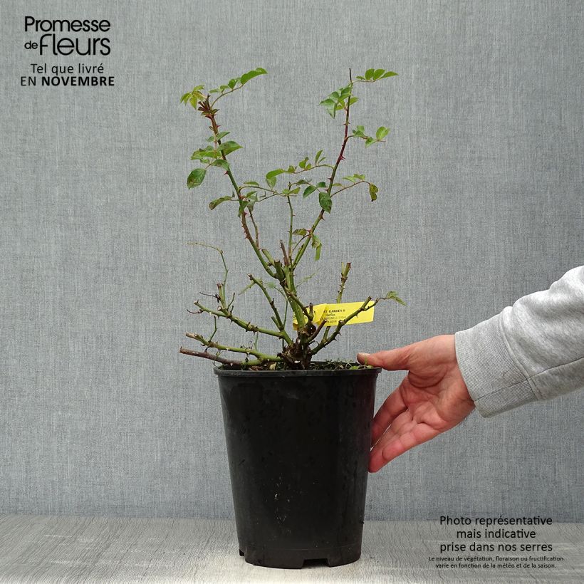 Exemplaar van Rosa English Legend Covent Garden - Engelse roos Pot van 4 l/5 l zoals geleverd in de herfst