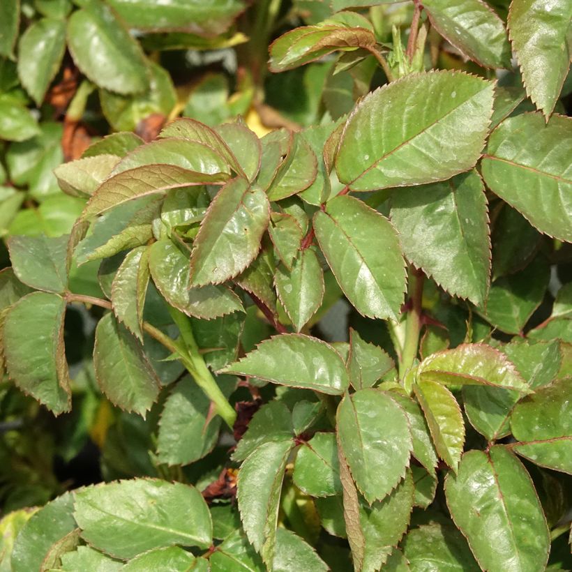 Rosa Hamlet - Engelse roos (Blad)