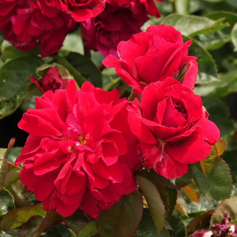 Rosa Hamlet - Engelse roos (Bloei)