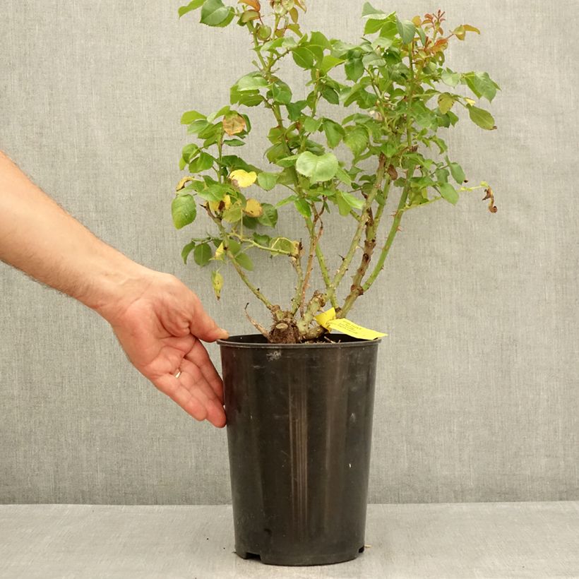 Exemplaar van Rosa Amber Abundance - Engelse roos Pot van 4 l/5 l zoals geleverd in de zomer