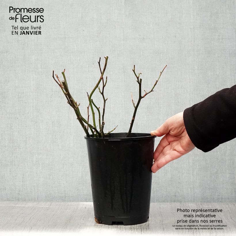 Exemplaar van Rosier anglais English Legend Hyde Park Pot de 4L/5L zoals geleverd in de winter