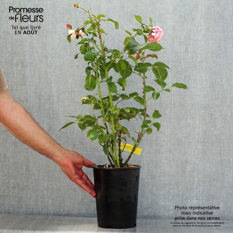 Exemplaar van Rosa Rose de Cornouaille - Engelse roos Pot van 4 l/5 l zoals geleverd in de zomer