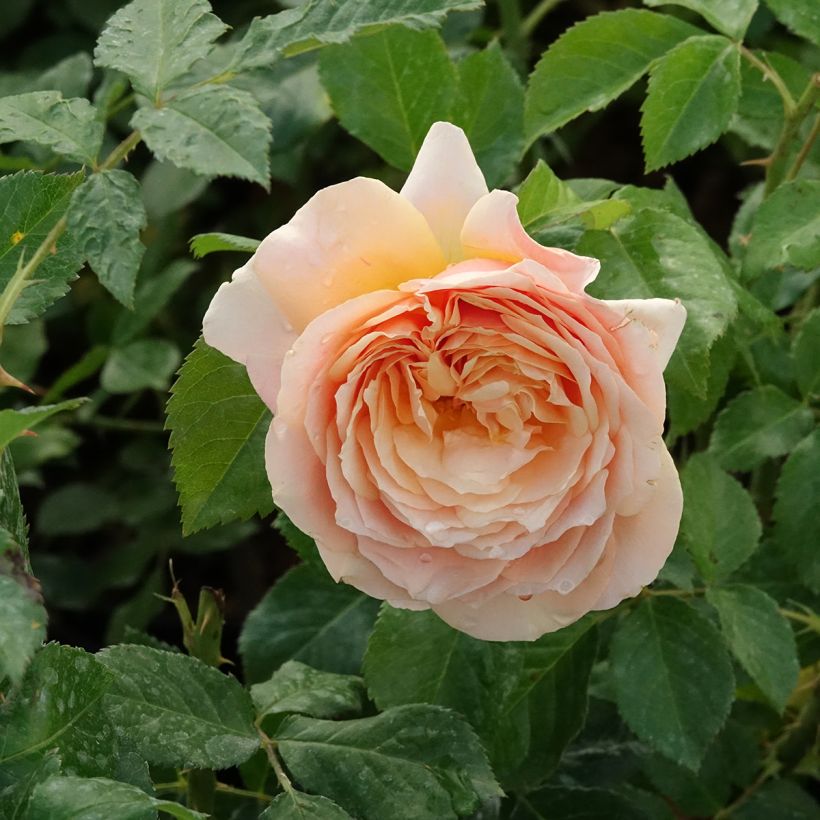 Rosa St Richard of Chichester - Engelse roos (Bloei)