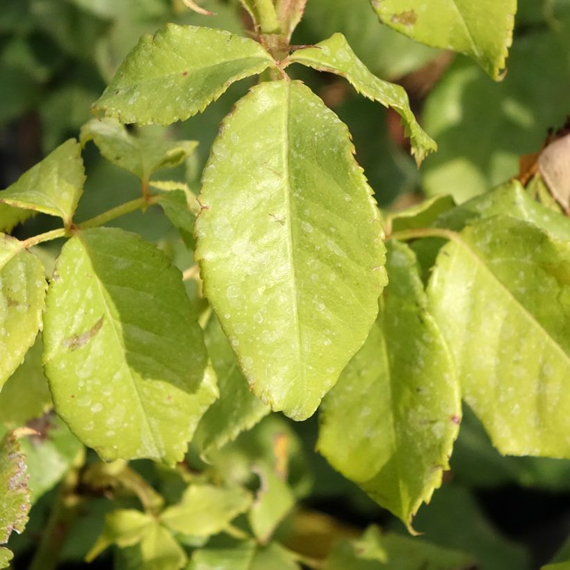 Rosa Sir Lancelot - Engelse roos (Blad)