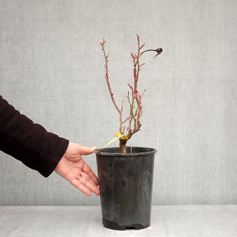 Exemplaar van Rosa Sir Lancelot - Engelse roos Pot van 4 l/5 l zoals geleverd in de winter