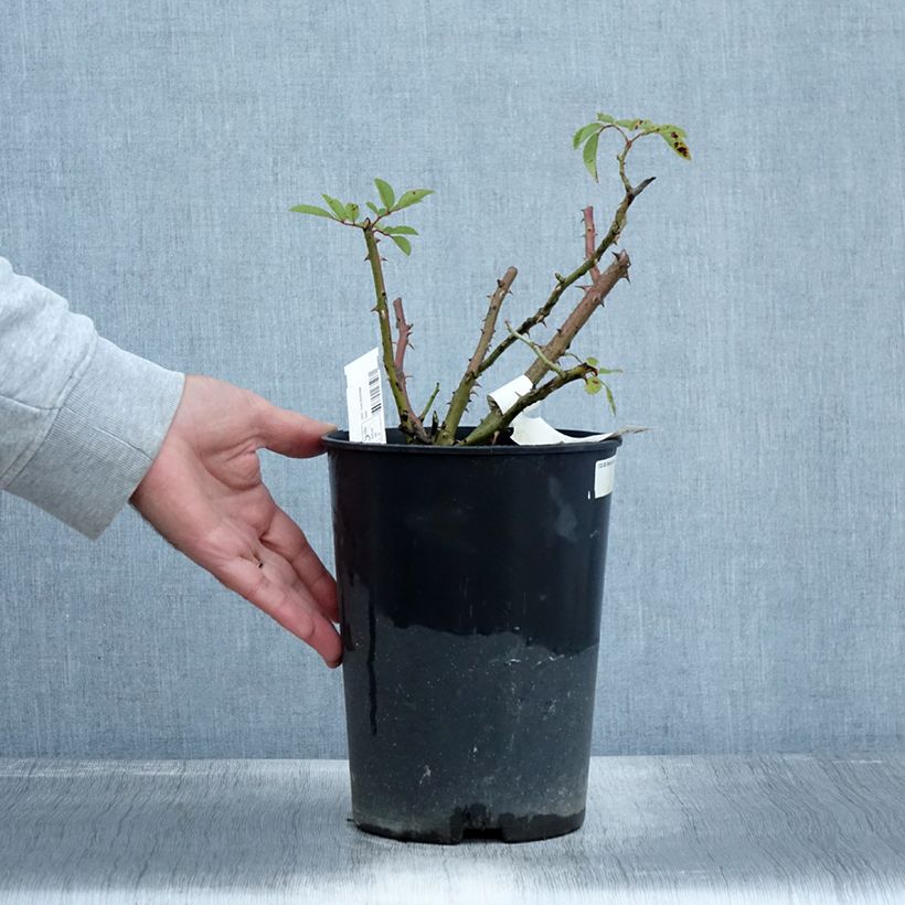 Exemplaar van Rosa moschata Alden Biesen - Muskusroos Pot van 4 l/5 l zoals geleverd in de herfst