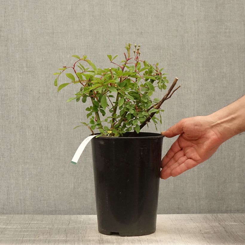 Exemplaar van Rosa moschata Alden Biesen - Muskusroos Pot van 4 l/5 l zoals geleverd in de lente